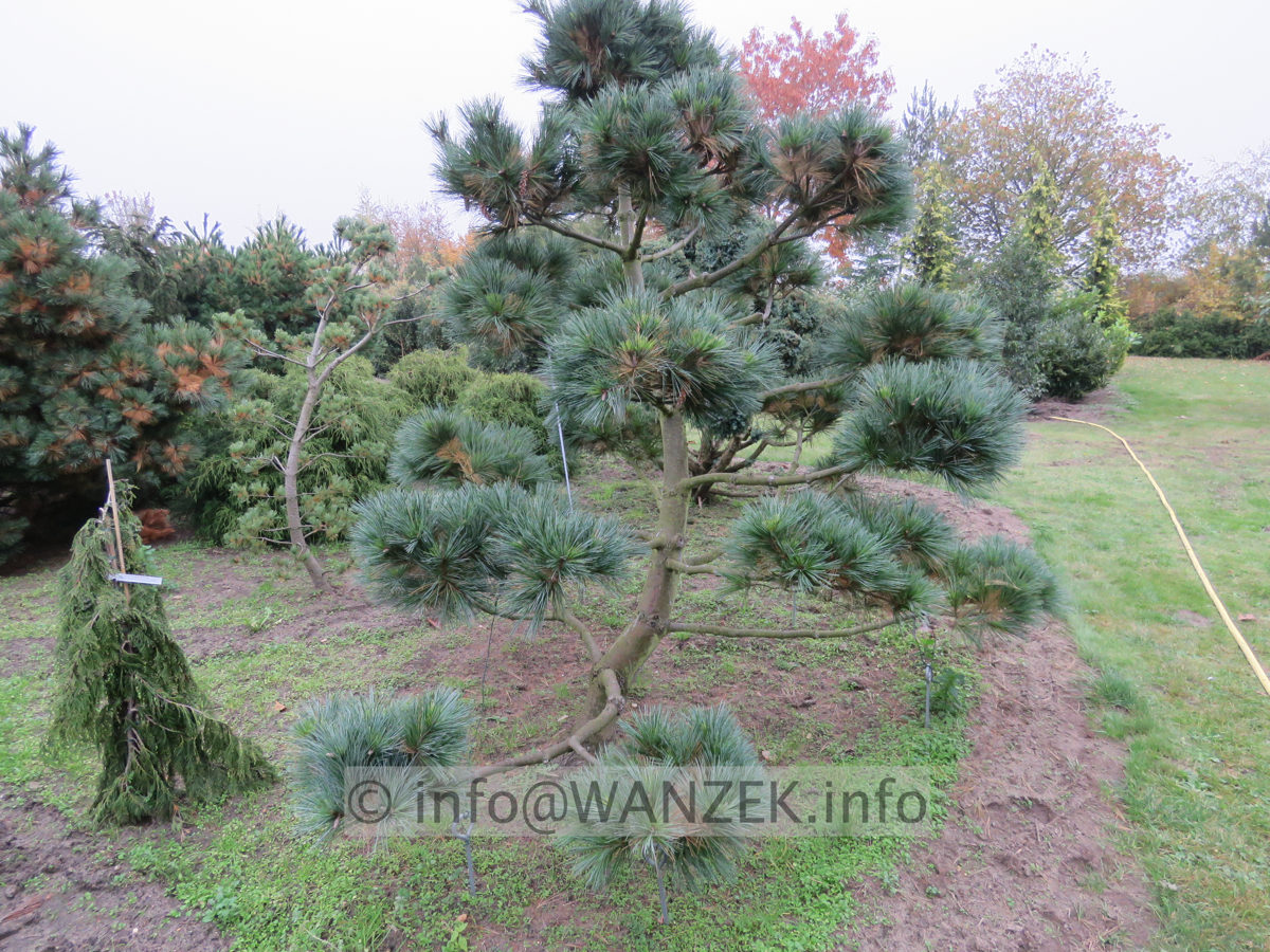 Pinus strobus Radiata - Bonsai 02.JPG